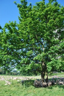 DSC_2279.jpg